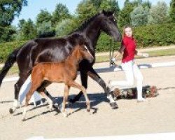 dressage horse Zakina (Westphalian, 2018, from Zoom)