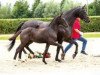 dressage horse Touchette (Westphalian, 2018, from Totilas)