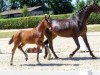 dressage horse Beyoncé (Westphalian, 2018, from Bonds)