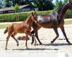 dressage horse Beyoncé (Westphalian, 2018, from Bonds)