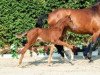 dressage horse Franziskaner (Westphalian, 2018, from Franziskus FRH)