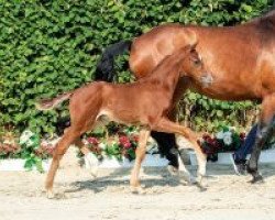 dressage horse Franziskaner (Westphalian, 2018, from Franziskus FRH)