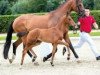 dressage horse Silver linings (Westphalian, 2018, from Sir Heinrich OLD)