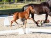 dressage horse Südwind (Westphalian, 2018, from Sir Heinrich OLD)