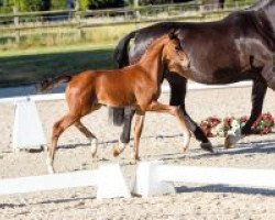 dressage horse Südwind (Westphalian, 2018, from Sir Heinrich OLD)