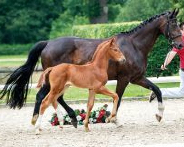 dressage horse Vitalissimo (Westphalian, 2018, from Vitalis)