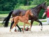 dressage horse Vitalissimo (Westphalian, 2018, from Vitalis)