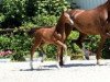 dressage horse Fräulein von Möller (Westphalian, 2018, from For Gold OLD)