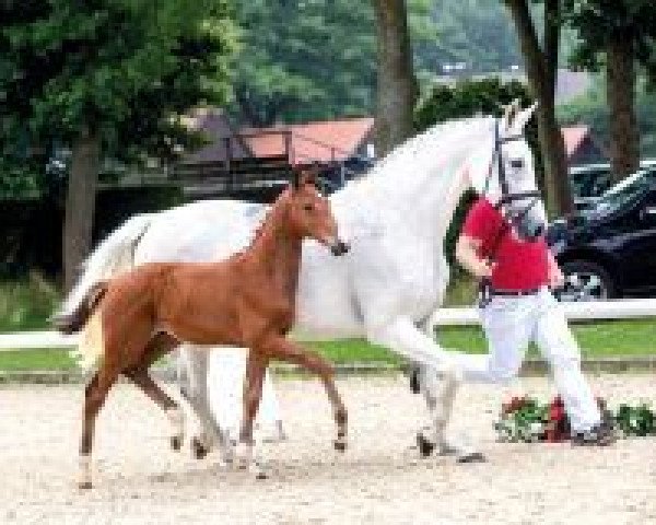 Springpferd C‘est genial (Westfale, 2018, von Comme il Faut)