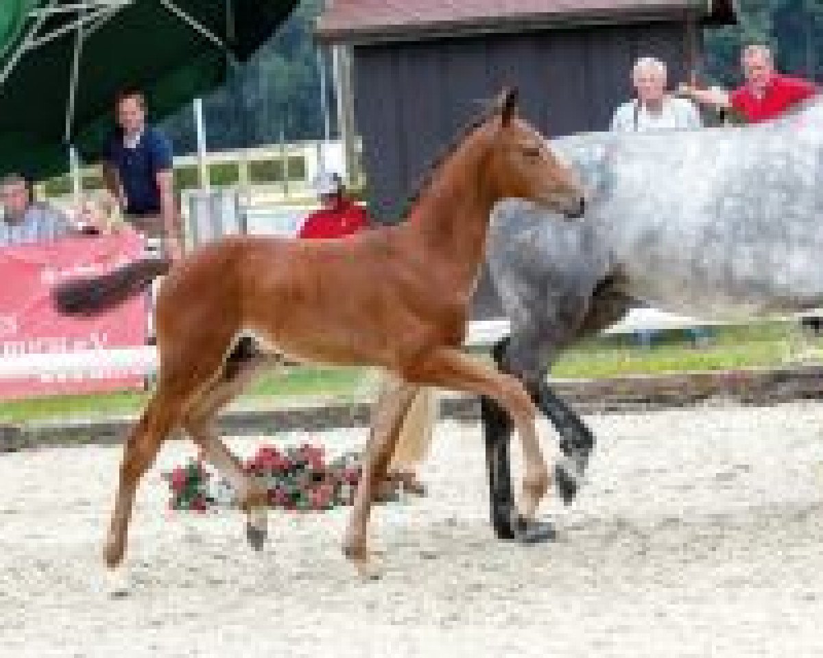 dressage horse Askaban 28 (Oldenburg, 2018, from Asgard's Ibiza)