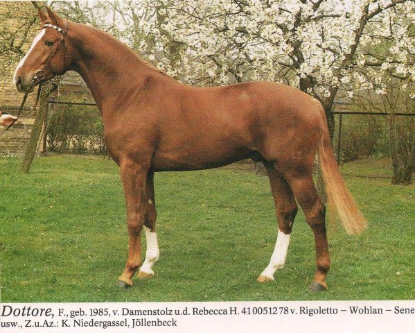 stallion Dottore (Westphalian, 1985, from Damenstolz)