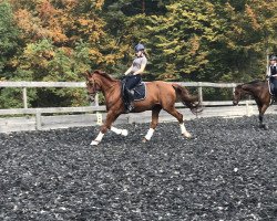 Zuchtstute Marryline de La Ferme CH (Schweizer Warmblut, 2000, von Wandango)