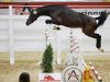 jumper Camillo FH (Austrian Warmblood, 2016, from Cachassini)