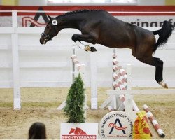 Springpferd Camillo FH (Österreichisches Warmblut, 2016, von Cachassini)