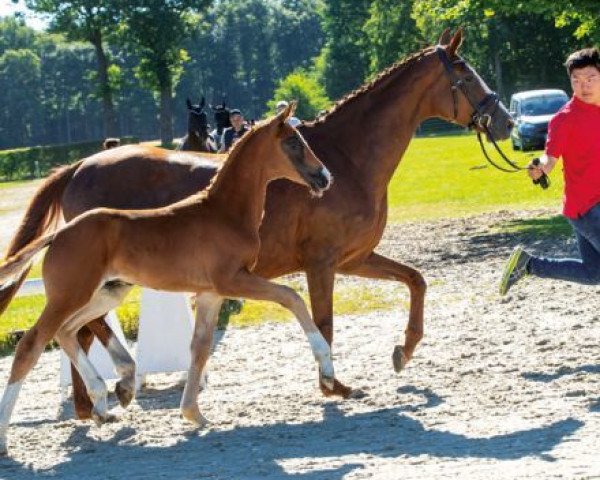 dressage horse Zoolander (Westphalian, 2018, from Zoom)