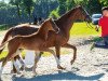 dressage horse Zoolander (Westphalian, 2018, from Zoom)