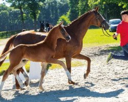 dressage horse Zoolander (Westphalian, 2018, from Zoom 8)