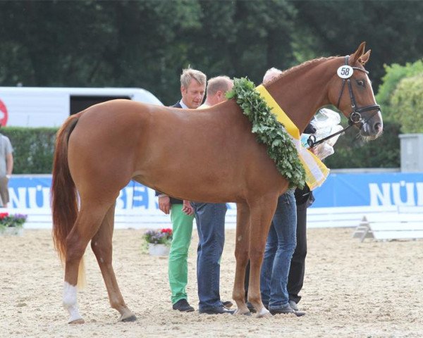 dressage horse Royal Rose M (Hanoverian, 2010, from Royal Classic I)
