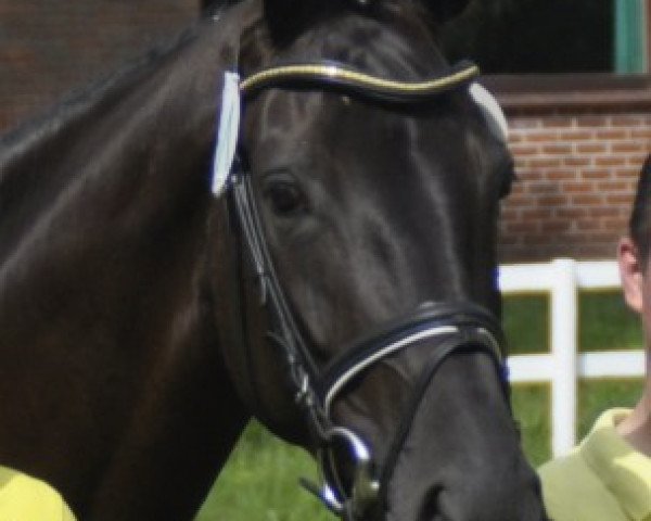 broodmare Donna Diana (Hanoverian, 2008, from Dancier)