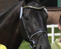 broodmare Donna Diana (Hanoverian, 2008, from Dancier)