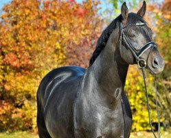 dressage horse Dr. Q (Oldenburg, 2008, from Dr. Jackson D)