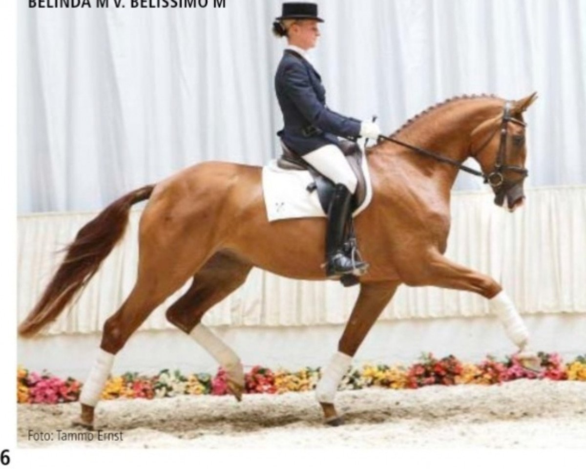 broodmare Belinda M (Hanoverian, 2005, from Belissimo NRW)