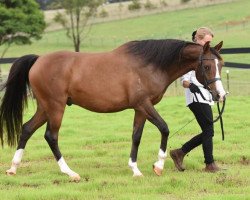 Pferd Silver Knight (Araber-Berber, 2011, von Shandor D)