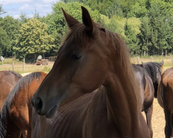 broodmare Rheinfantasie Brings de Cologne (Hanoverian, 2017, from Rotspon)