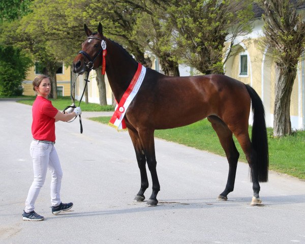 broodmare Stelar Gold (Austrian Warmblood, 2013, from Foundation 2)