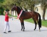 broodmare Stelar Gold (Austrian Warmblood, 2013, from Foundation 2)