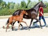 dressage horse Valentino H&S (Westphalian, 2018, from Blue Hors Veneziano)