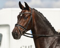 dressage horse Berlepschs Zauberlehrling (Oldenburg, 2014, from Belissario)