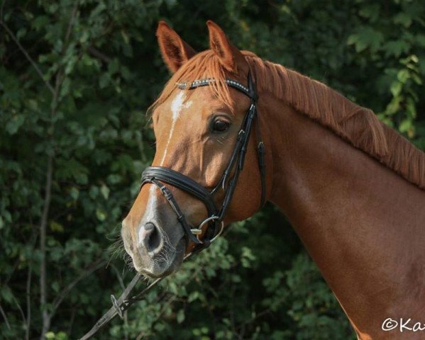 horse Van Mariano (Hanoverian, 2012, from Valentino)
