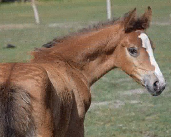 Dressurpferd Leherfelds Deep Blue Sea (Kleines deutsches Reitpferd, 2018, von Charming Shadow)