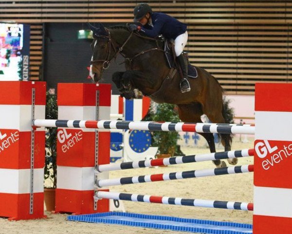 Springpferd Bel Canto du Houssoit (Belgium Sporthorse, 2007, von Sherman Sitte)