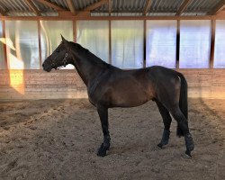 dressage horse Don Capri (Hanoverian, 2014, from Dauphin)