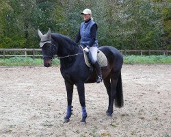 horse Tassilo (Hessian Warmblood, 1993, from Trend)