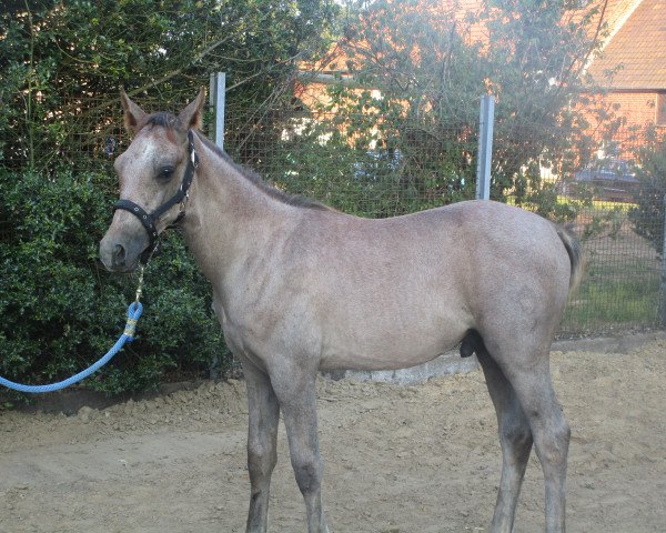 horse Trickster (German Riding Pony, 2018, from Tobruk EAO)