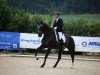 dressage horse Dragoman 2 (Hanoverian, 2012, from Don Frederico)