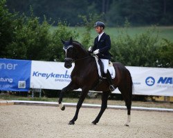 dressage horse Dragoman 2 (Hanoverian, 2012, from Don Frederico)