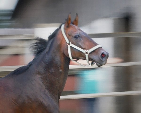 broodmare Alana (Hanoverian, 1996, from Amerigo Vespucci xx)