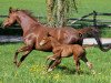 broodmare Escadaa (Bavarian, 2006, from Royaldik)