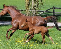 broodmare Escadaa (Bavarian, 2006, from Royaldik)