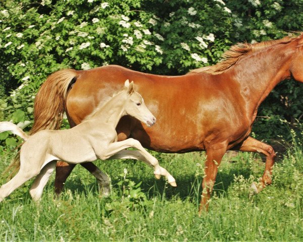 dressage horse Django Lu (German Riding Pony, 2018, from Dating At NRW)