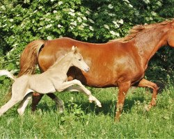 Pferd Django Lu (Deutsches Reitpony, 2018, von Dating At NRW)