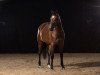 dressage horse Lin (Hanoverian, 2014, from Lingh)