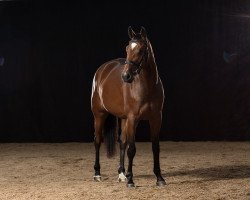 dressage horse Lin (Hanoverian, 2014, from Lingh)