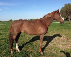 broodmare Quel Star de Bacon (Selle Français, 2004, from Le Tot de Semilly)