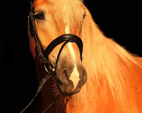 dressage horse Arkas K (Haflinger, 2015, from Achat)