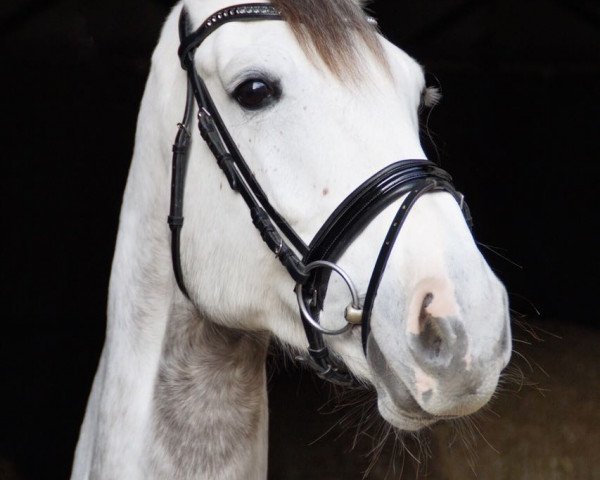 broodmare Clair 22 (German Sport Horse, 2011, from Clarimo Ask)